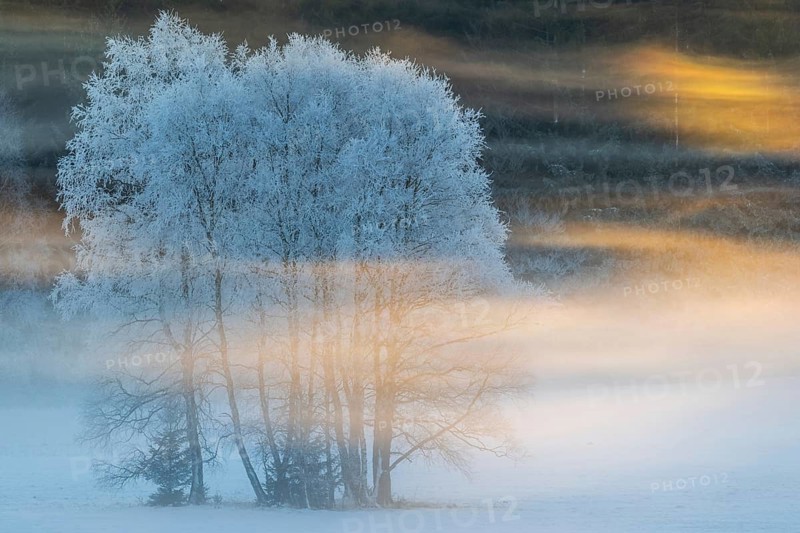 Birches (Betula), birch family (Betulaceae), sunlit veil of mist, winter, Irndorfer Hardt, Upper Danube nature park Park, Baden-Württemberg, Germany