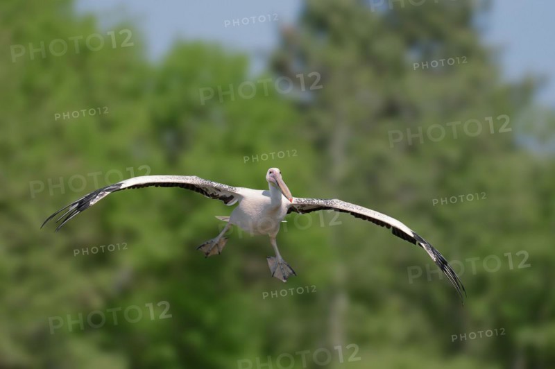 Great white pelican (Pelecanus onocrotalus), flying, Lake Kerkini, Greece