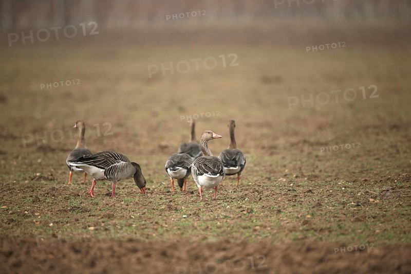 Greylag goose (Anser anser) adult birds, foraging in a field, Allgäu, Bavaria, Germany
