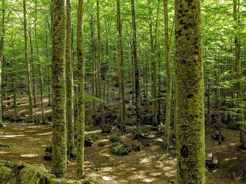 Beech forest with boulders, beech trees (Fagus) on Monte Amiata, Province of Grosseto, Tuscany, Italy