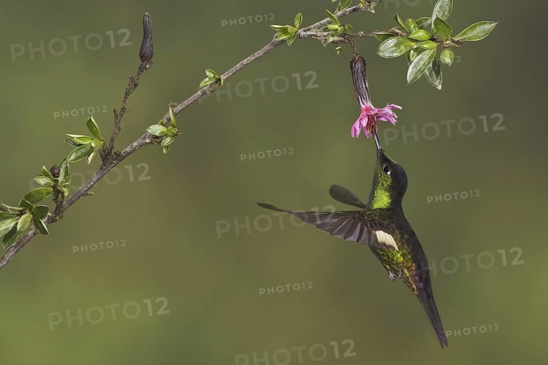 Buff-winged Starfrontlet (Coeligena lutetiae), Ecuador