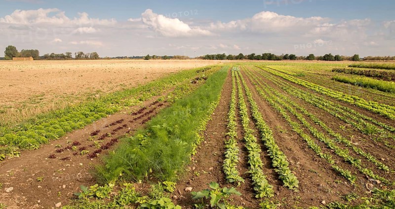 Organic farming, organic farming, cultivated landscape, extensive agriculture, vegetable growing, cultivated landscape