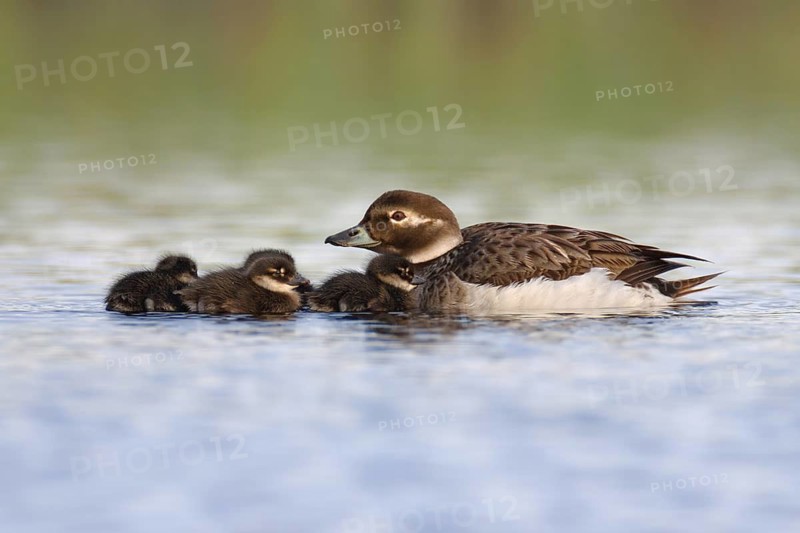 Long-tailed Duck (Clangula hyemalis) with chicks, Varanger, Norway
