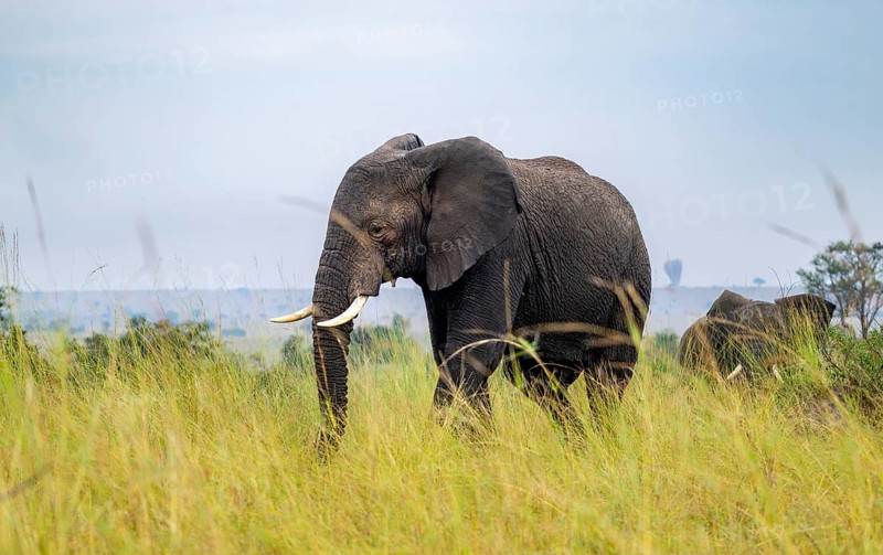 African elephant (Loxodonta africana), in tall grass, Serengeti National Park, Tanzania