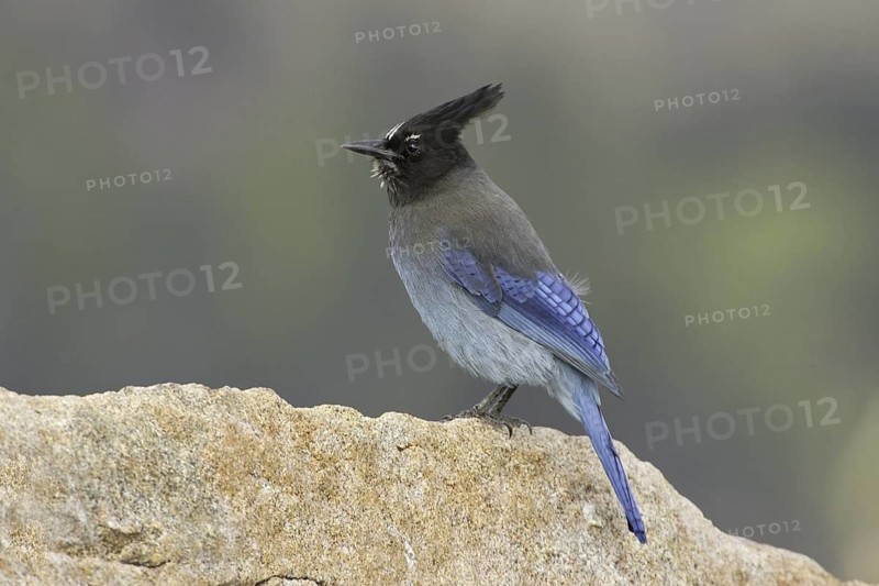 Steller's Jay (Cyanocitta stelleri), Colorado, USA