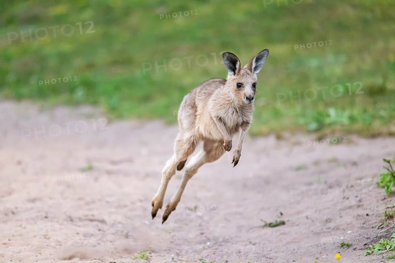 Eastern Gray Kangaroo (Macropus giganteus) youngster jumping on a meadow, captive, Germany