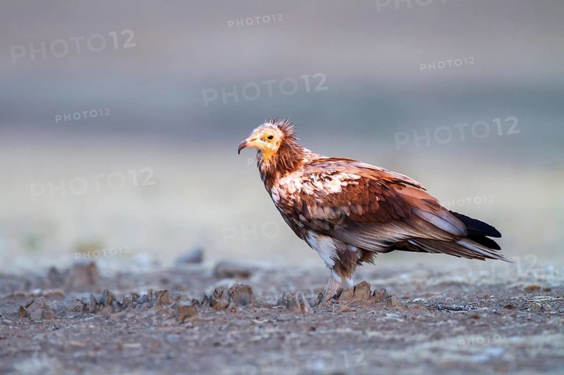 Egyptian Vulture (Neophron percnopterus), Castile-La Mancha, Spain