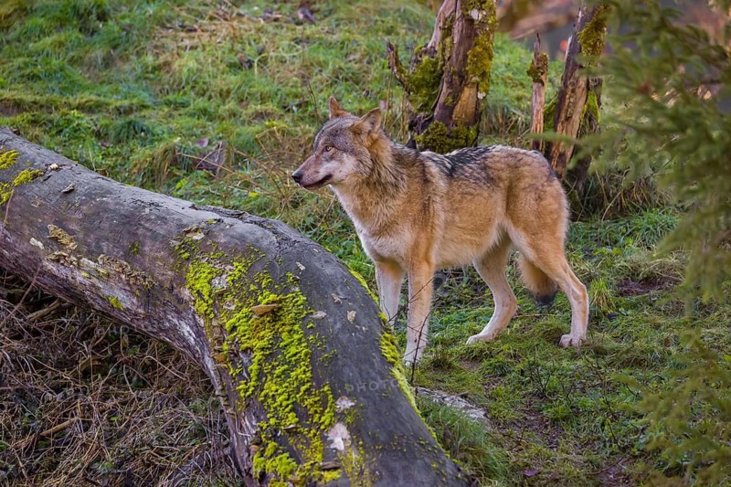 An adult male eurasian gray wolf (Canis lupus lupus) stands on a green meadow on hilly terrain, next to a fallen tree