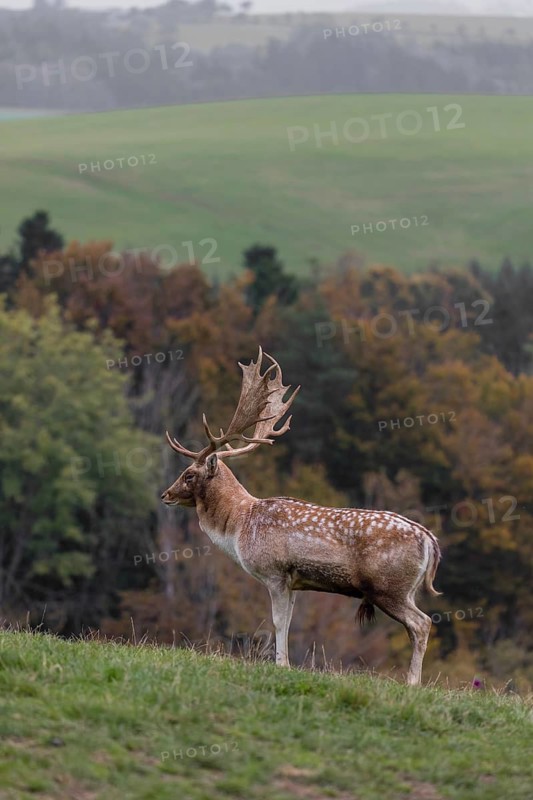 One male fallow deer (Dama dama) stands on a meadow during rutting season, calling. A forest in fall foliage is in the background