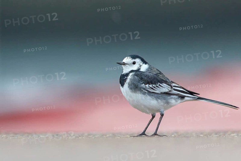 White wagtail, (Motacilla alba), animals, birds, songbirds, family of wagtails and pipits, biotope, habitat, foraging, Heligoland Island, Schleswig-Holstein, Federal Republic of Germany