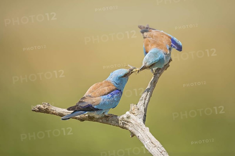 European Roller (Coracias garrulus) male with grasshopper gift for the female, Hortobagy National Park, Hungary
