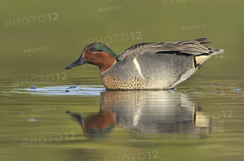 Green-winged Teal (Anas carolinensis) male, British Columbia, Canada