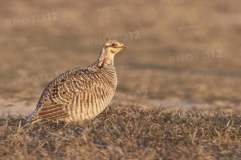 Greater Prairie Chicken (Tympanuchus cupido) female, Wisconsin, USA