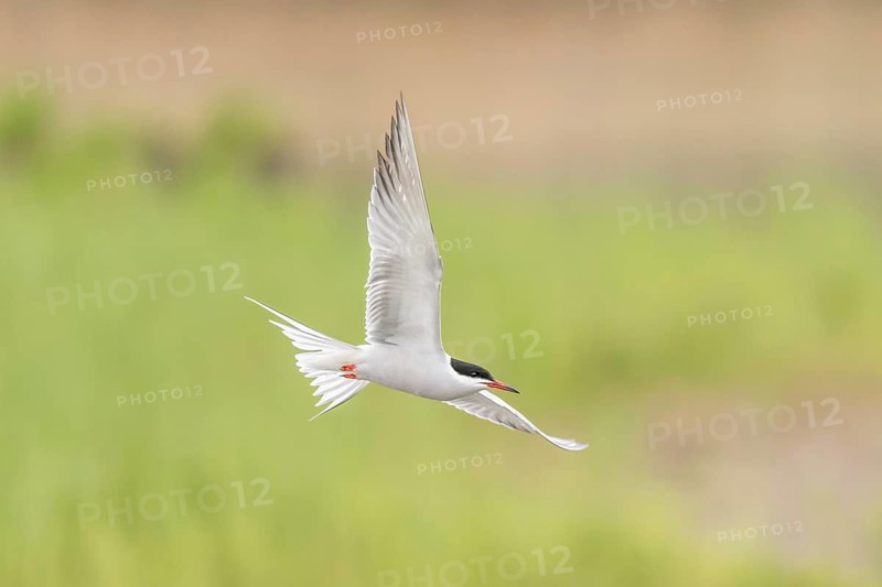 Common tern (Sterna hirundo) hovering over a marsh. Bas Rhin, Alsace, France