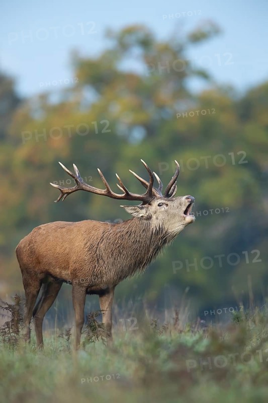 Red deer (Cervus elaphus) adult male stag roaring during the rutting season in autumn, England, United Kingdom