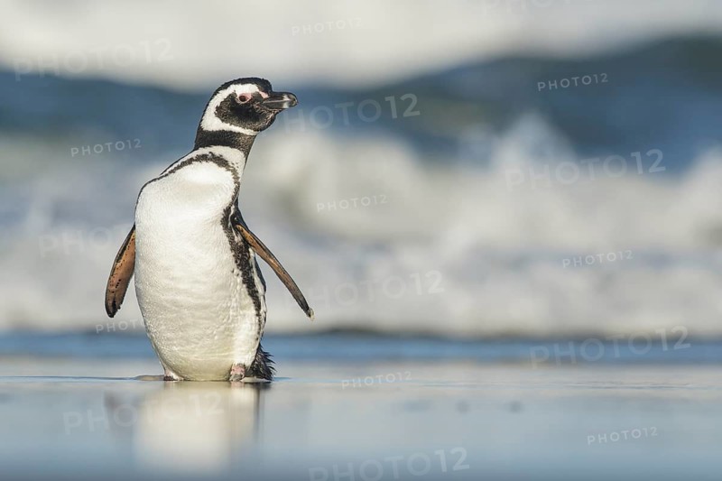 Magellanic Penguin (Spheniscus magellanicus) on a beach in the Falkland Islands