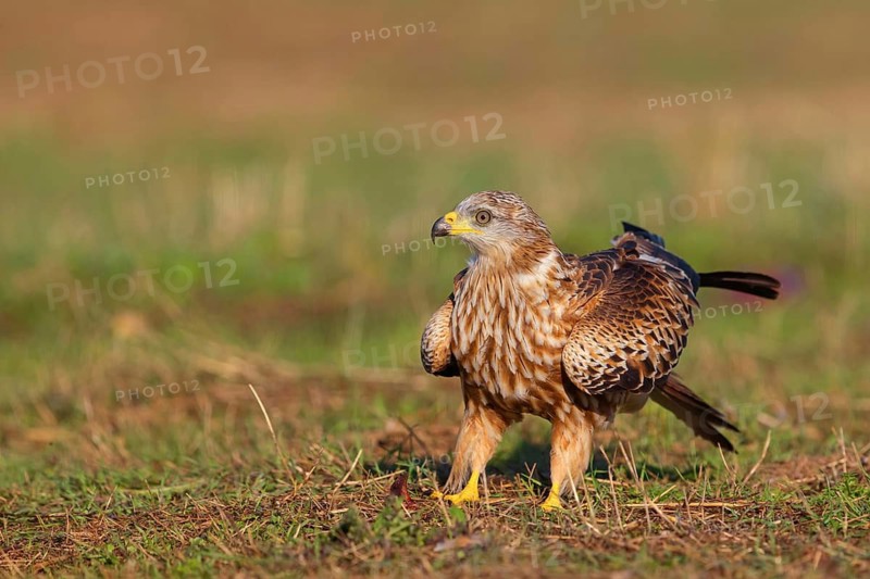 Red Kite, Red Kite, Montagu's Harrier, (Milvus milvus), King Harrier, Bird of Prey, Hides De Calera / Steppe Raptors, Calera Y Chozas, Castilla La Mancha / Toledo, Spain