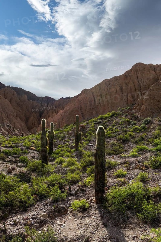 Explore the striking beauty of Los Cardones National Park in Argentina, featuring towering cacti against a backdrop of rugged mountains and expansive blue skies