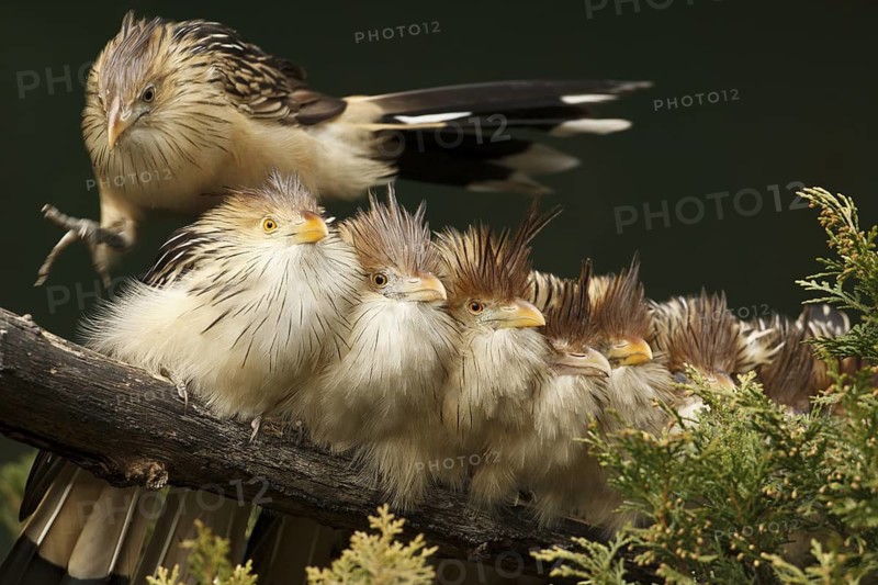 Guira Cuckoo (Guira guira) group perched on a branch, captive, Germany