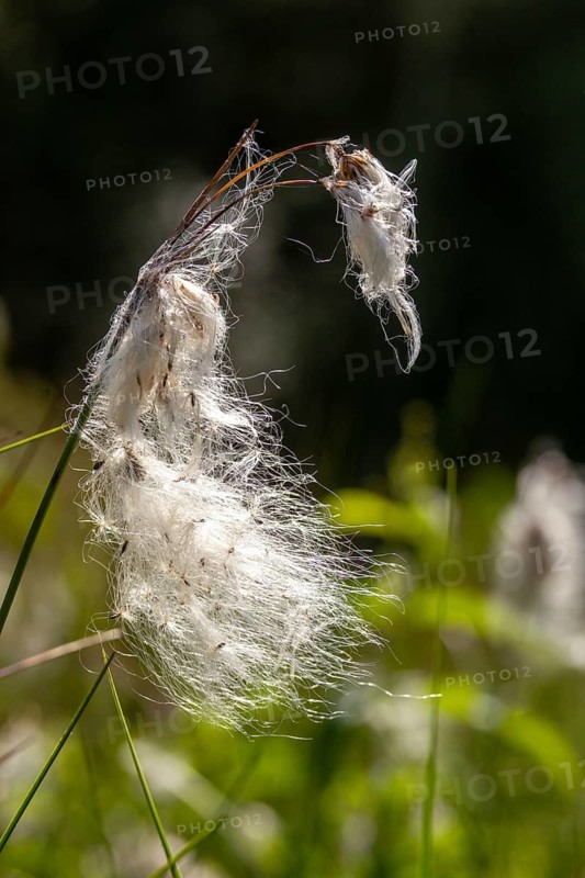 Cyperaceae, Eriophorum angustifolium, sour grass, narrow-leaved cotton grass, common cottongrass, common cottonsedge, flora, high size, portrait format, plants, cotton grass