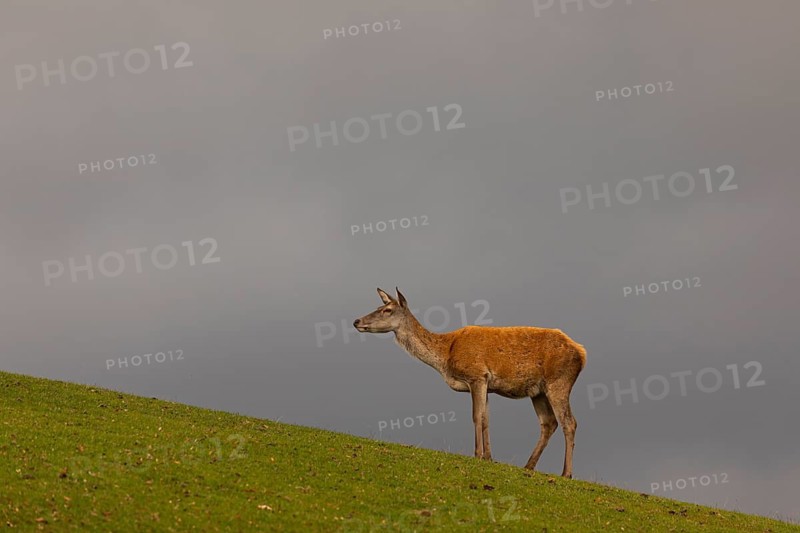 One red deer doe (Cervus elaphus) standing on a meadow in last light with a grey, dark sky in the background