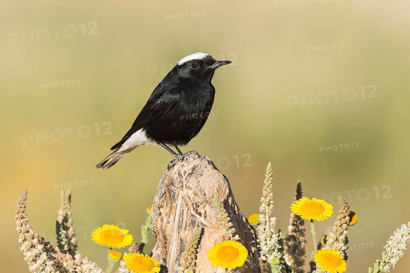 White-crowned Wheatear (Oenanthe leucopyga), Eilat, Israel