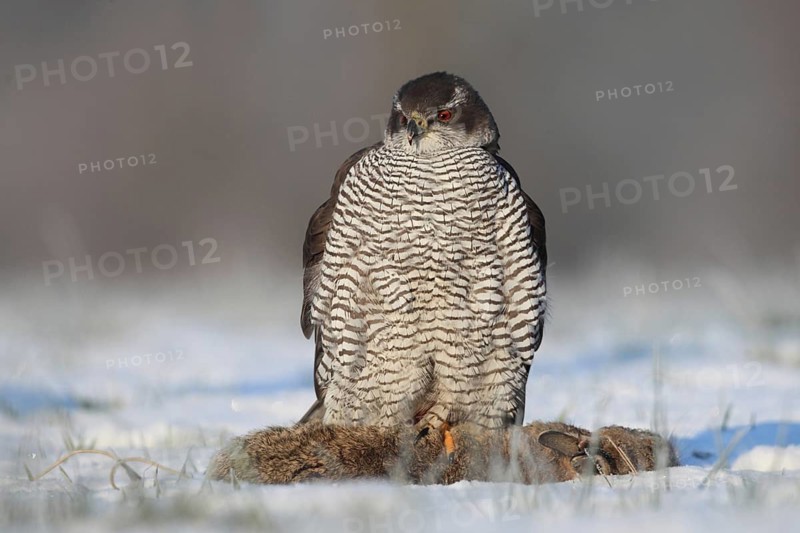 Northern Goshawk (Accipiter gentilis) female with prey, Baden-Wuerttemberg, Germany