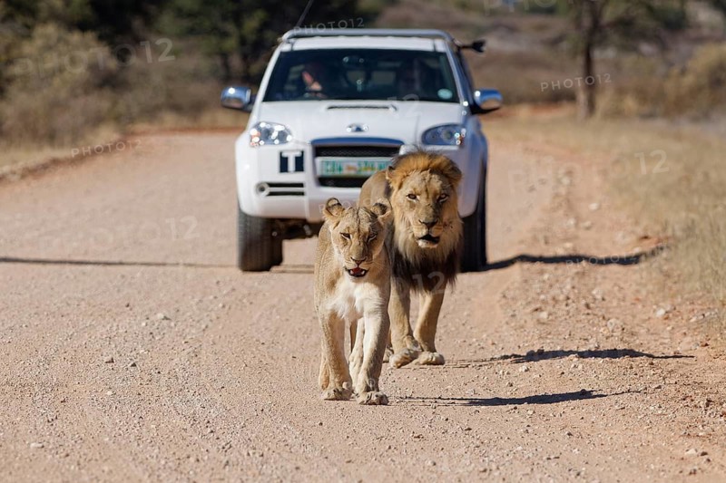 African lions (Panthera leo), two adults, male and female, walking on a dirt road, followed by an off-road vehicle with passengers, Kgalagadi Transfrontier Park, Northern Cape, South Africa