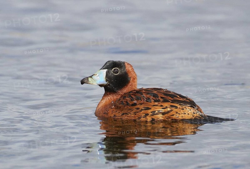 Masked Duck (Nomonyx dominicus) male, Florida, USA