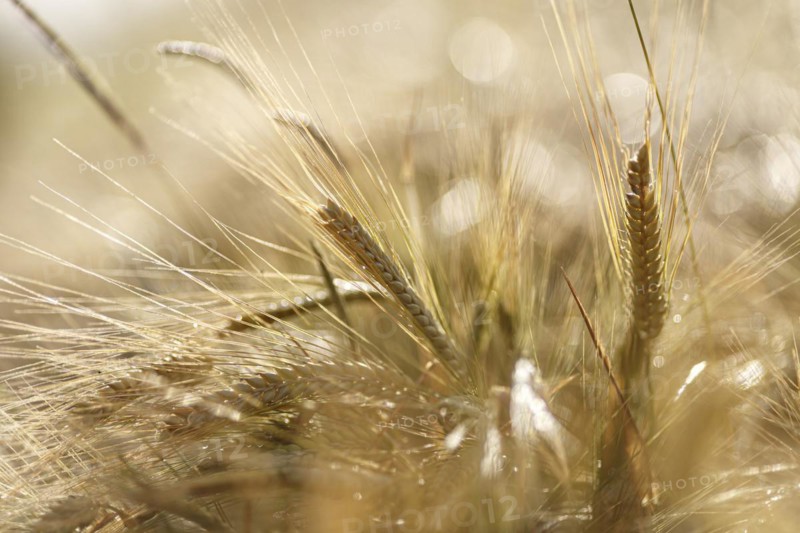 Luminous ears of wheat in close-up with sunshine