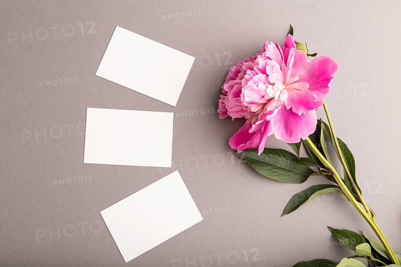 White business card with pink peony flowers on gray pastel background. top view, flat lay, copy space, still life. Breakfast, morning, spring concept