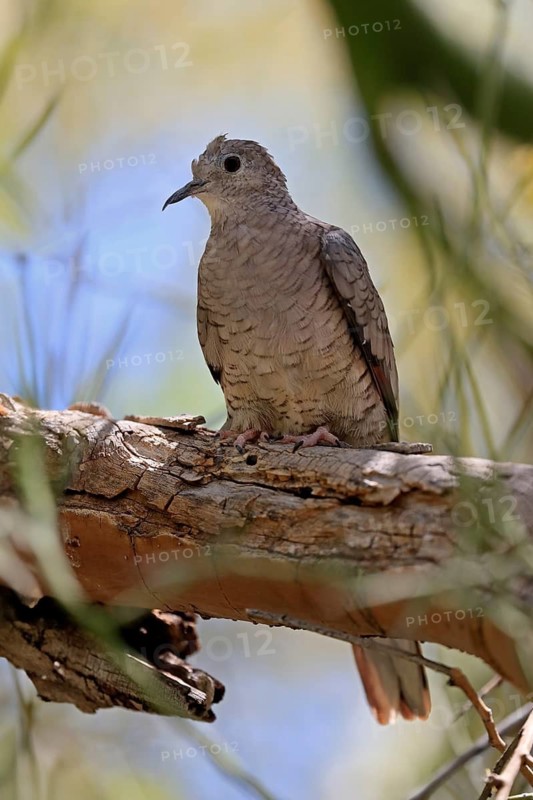 Inca dove (Columbina Inca), adult, on tree, Sonora Desert, Arizona, North America, USA