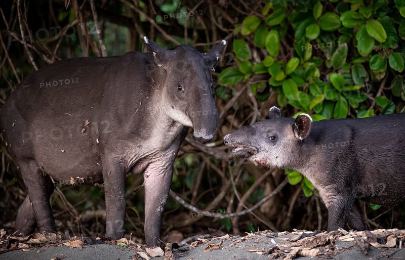 Baird's tapir (Tapirus bairdii), mother and young, looking into the camera, animal portrait, in the rainforest, Corcovado National Park, Osa, Puntarena Province, Costa Rica