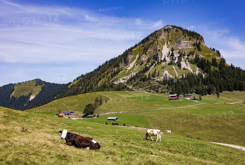 Herd of cattle on the Genneralm with Holzeck, Osterhorn group, Salzkammergut, Salzburg province, Austria