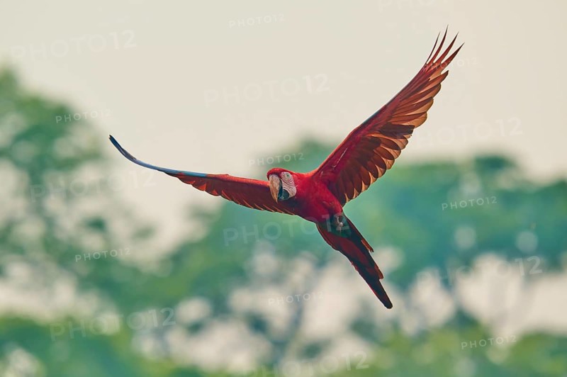A parrot with broad, red wings glides through the air in front of trees: the green-winged macaw, or scarlet macaw (Ara chloroptera), Buraco Das Araras, Bonito, Pantanal, Brazil