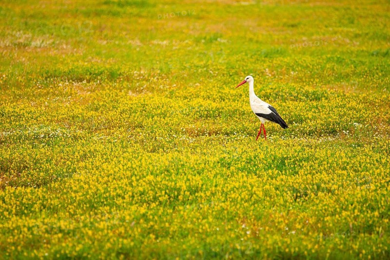 A White stork, Ciconia ciconia, gracefully stands amid a lush field carpeted with bright yellow flowers, highlighting the beauty of springtime