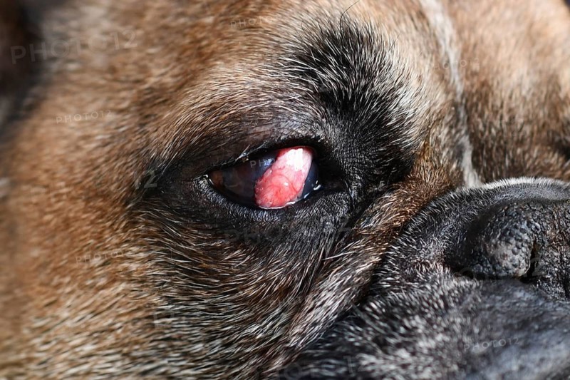 Close up of dog eye with surgical implanted conjunctival flap covering eye used as treatment of deep corneal injury