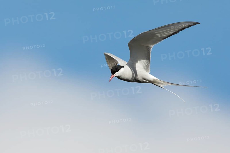 Arctic Tern (Sterna paradisaea) flying, Dalarna, Sweden
