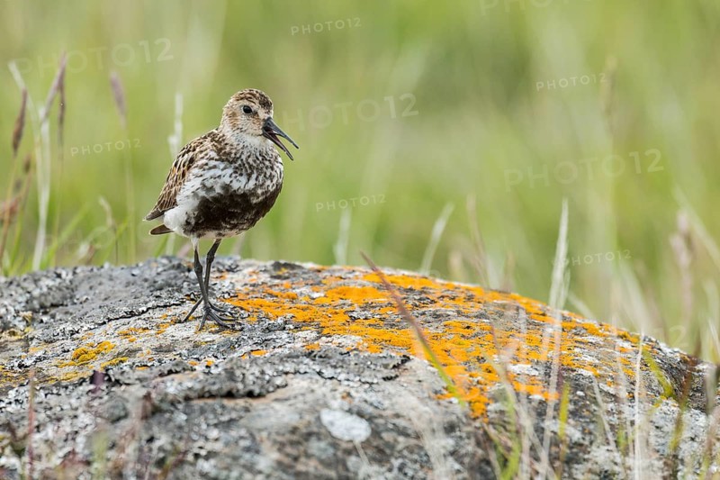 Dunlin (Calidris alpina) calling in field, Iceland