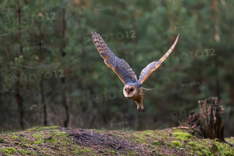 One barn owl (Tyto alba) flying thru an open forest. Green vegetation in the background