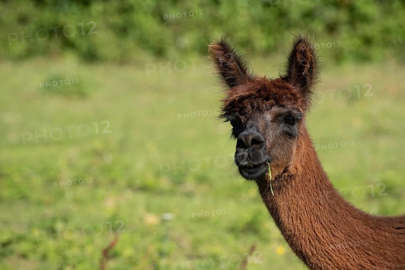 An alpaca with brown fur is eating grass in green surroundings and looking slightly to one side, alpaca (Vicugna pacos), animal portrait, farm, captive, Denmark