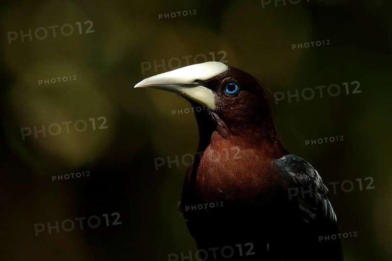 Chestnut-headed Oropendola (Psarocolius wagleri), Costa Rica