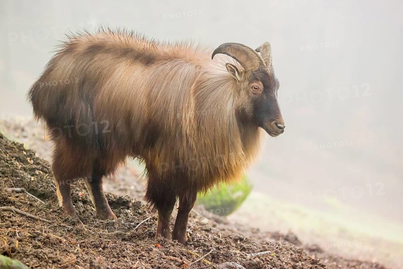 A male and a female Himalayan Tahr (Hemitragus jemlahicus) stand in the forest on a foggy day