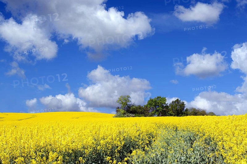 Rape, spring landscape, rape field, Hesse, Federal Republic of Germany, blue sky, Cumuluswoken, montage, (M), Seligenstadt