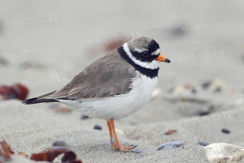 Sandregenpfeifer; lat. Charadrius hiaticula; Seitenansicht; am Strand der Helgoländer Düne