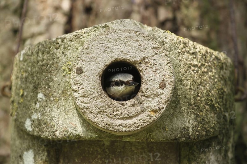 Eurasian Nuthatch (Sitta europaea) juvenile, Lower Saxony, Germany