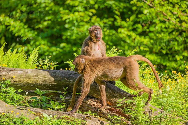 A male Gelada (Theropithecus gelada), or bleeding-heart monkey sits on a log lying in dense green vegetation, enjoying the morning sun. A second one passes