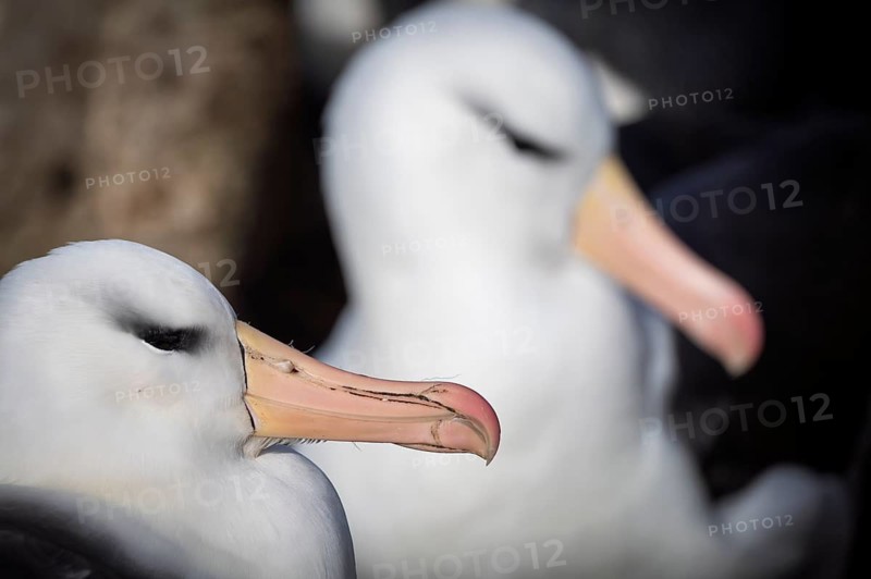 Black-browed albatross (Thalassarche melanophris), portrait of two adult birds in breeding colony, Falkland Islands