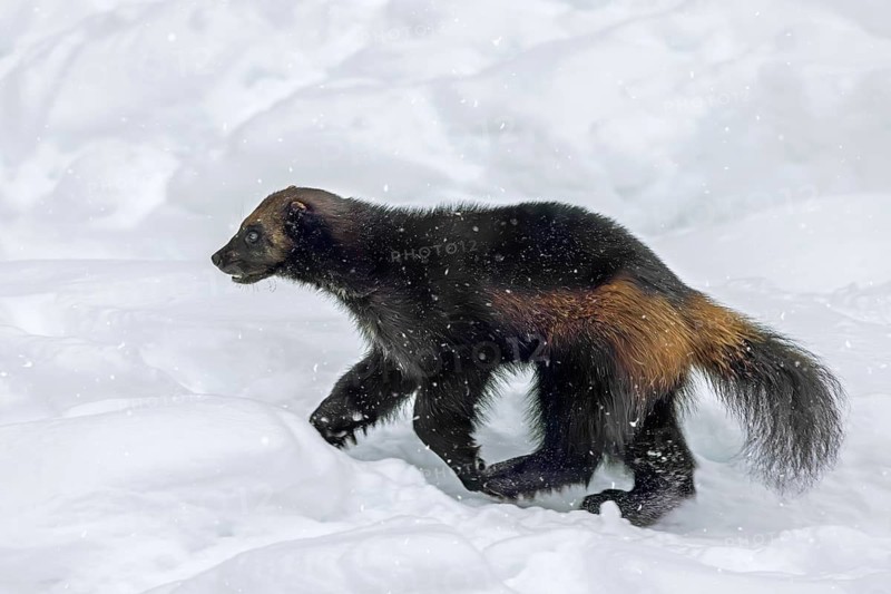 Wolverine, glutton, carcajou (Gulo gulo) running in the snow in winter, native to Scandinavia, western Russia, Siberia, Canada and Alaska