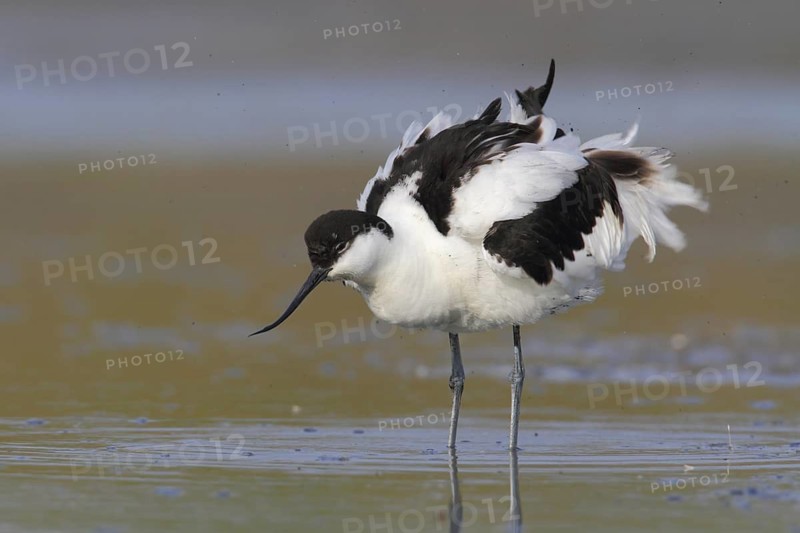Pied Avocet (Recurvirostra avosetta), Texel, Netherlands